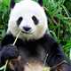 Illustration for article titled Another Genius Panda Fakes Pregnancy For Extra Food, Air Conditioning